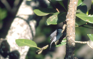 Mangroveflueskvett (Mangrove Robin)