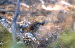 Sørkrattskvett (Southern Scrub-robin)