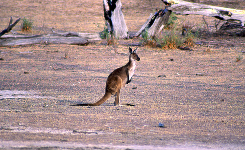 Western Gray Kangaroo, Mørk kjempekenguru Macropus fuliginosus