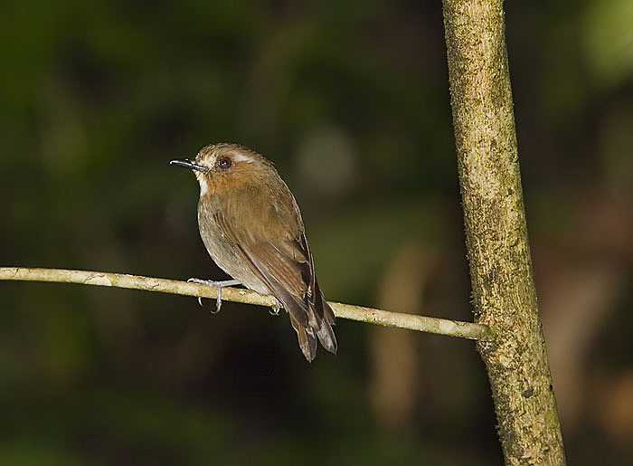 Eyebrowed Jungle-Flycatcher; Kinabalu Park