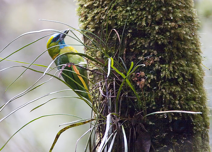 Golden-naped Barbet; Kinabalu Park