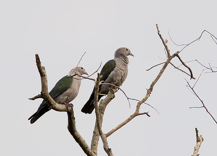 Green Imperial-Pigeon; Kota Kinabalu Park