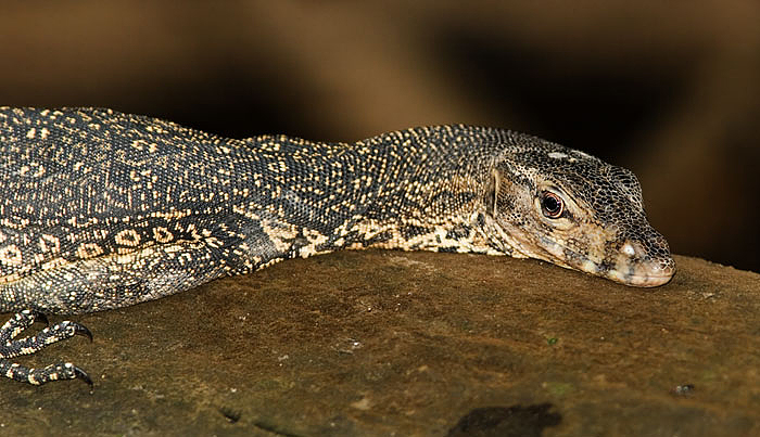 Malayan Water Monitor Lizard; Sukau