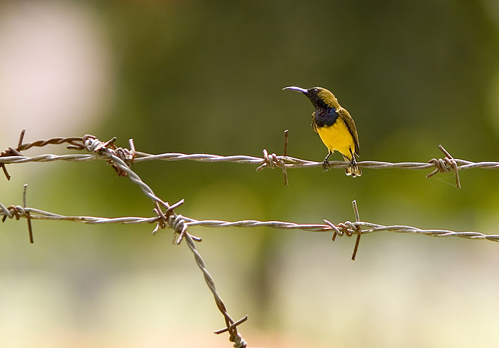 Olive-backed Sunbird; Kota Kinabalu