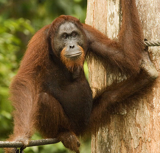 En voksen orangutang studerer turistene