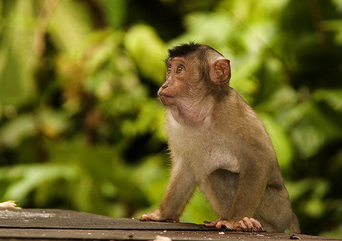 Pig-tailed Macaque (juvenile); Sepilok