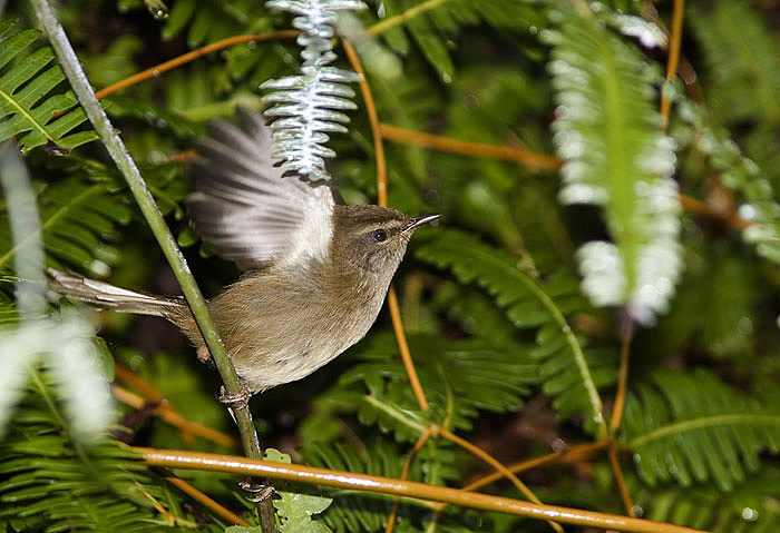 Sunda Bush-Warbler; Kinabalu Park