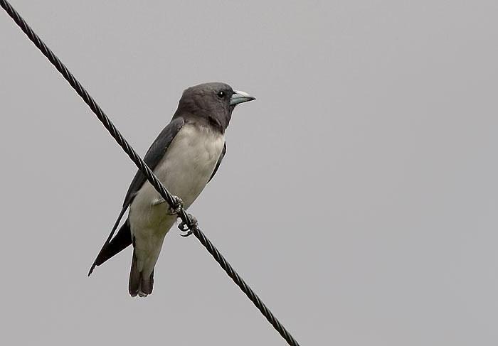 White-breasted Woodswallow; Kota Kinabalu