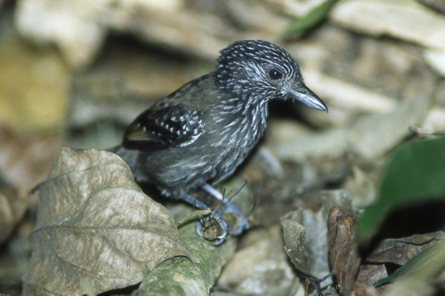 Kullmaurvarsler (Black-hooded Antshrike); female