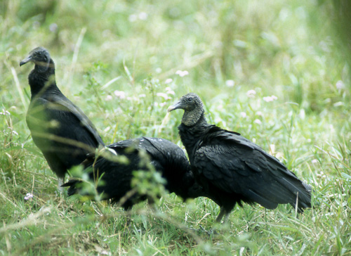 Svartkondor (Black Vulture)
