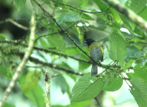 Svarthodesilkefugl (Black-and-yellow Silky-Flycatcher)