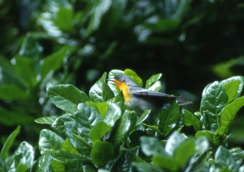 Flammeparula (Flame-throated Warbler)