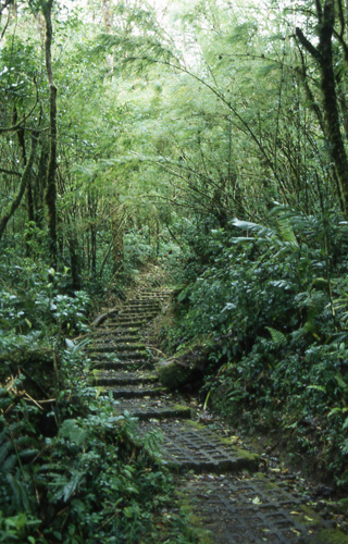 Monteverde cloud forest