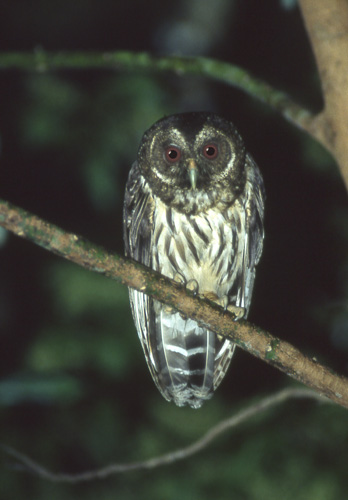 Demonugle (Mottled Owl)
