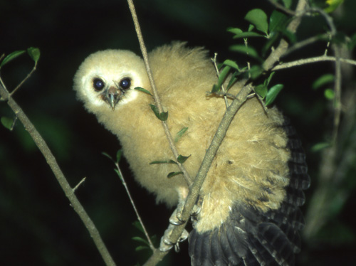 Demonugle (Mottled Owl); juvenile