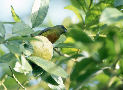 Grønneufonia (Olive-backed Euphonia)
