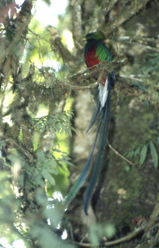 Praktquetzal (Resplendent Quetzal)