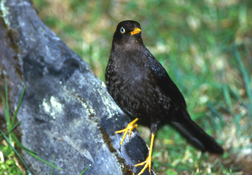 Sottrost (Sooty Robin)