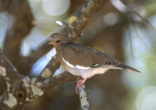 Hvitvingedue (White-winged Dove)