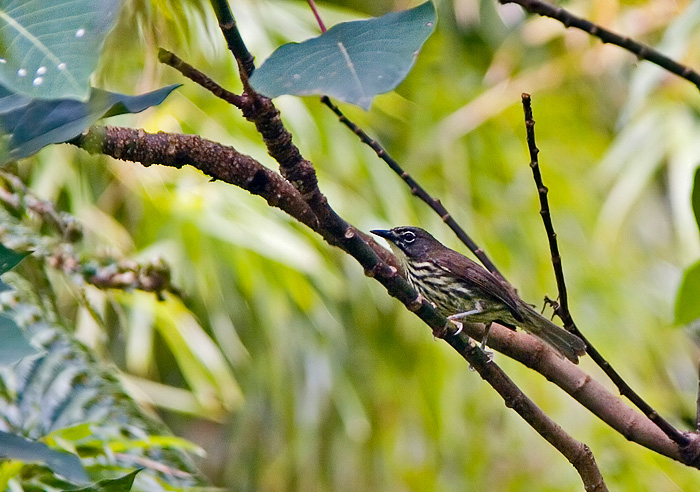 Luzon Striped-Babbler (Luzonstripetimal); Hamut Camp, Luzon