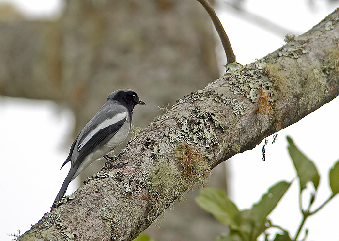 McGregor's Cuckoo-shrike (Alvelarveeter); Mt. Kitanglad, Mindanao
