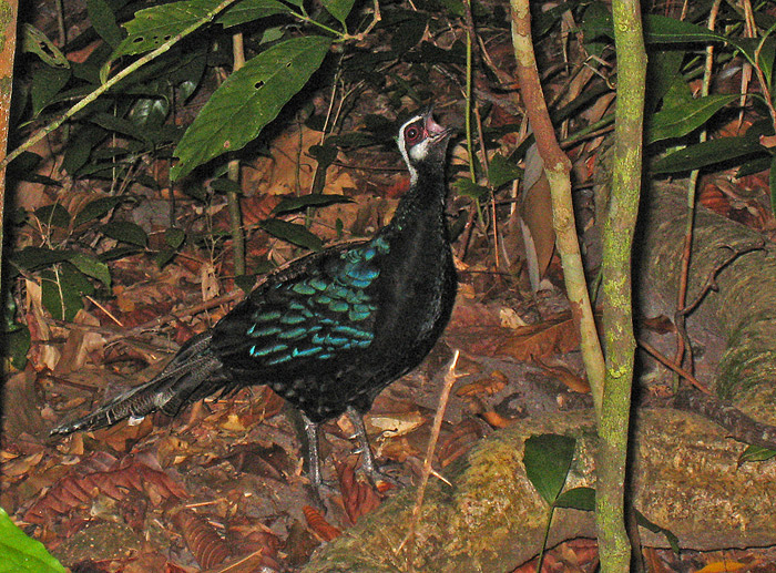 Palawan Peacock-Pheasant (Påfuglfasan); Saint Paul National Park, Palawan