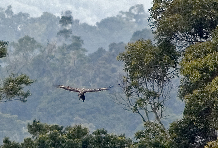 Great Philippine Eagle (Apeørn); Mt. Kitanglad, Mindanao