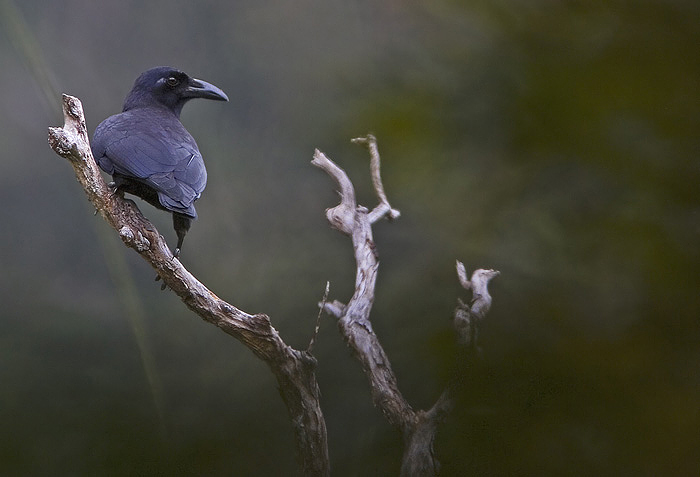 (Slender-billed) Sierra Madre Crow (Arkipelkråke); Hamut Camp, Luzon