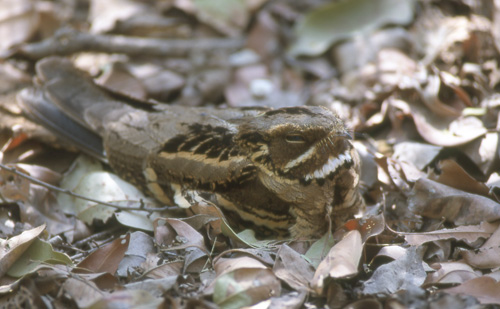 Hamrenattravn (Large-tailed nightjar)