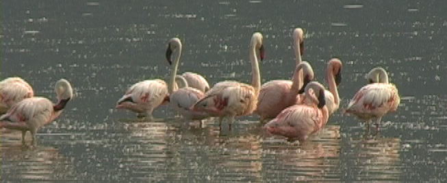 Dvergflamingo (Lesser Flamingo); Lake Baringo
