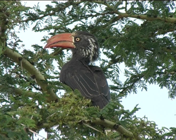 Bantutoko (Crowned Hornbill)