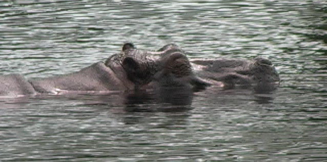 Flodhest (Hippopotamus)
