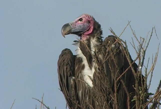 Øregribb (Lappet-faced Vulture)