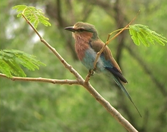 Savanneråke (Lilac-breasted Roller)