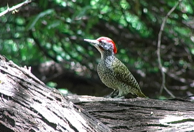 Akasiespett (Nubian Woodpecker)