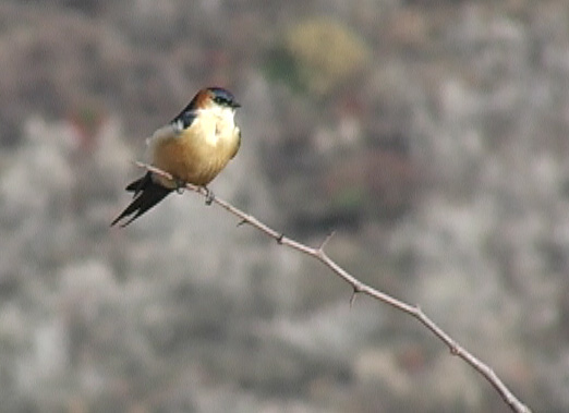 Amursvale (Red-rumped Swallow)