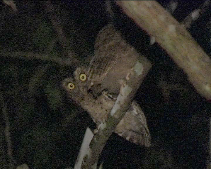Sokokeugle (Sokoke Scops-Owl)