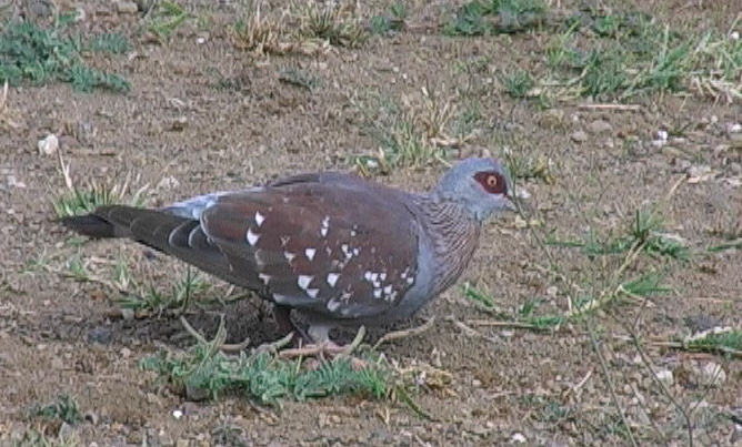 Spragledue (Speckled Pigeon)