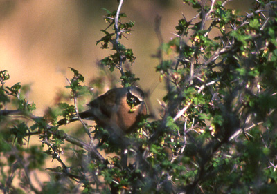 Beavan's Bullfinch; Xiahe