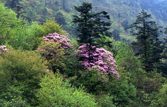 Rhododendron near Golden Summit
