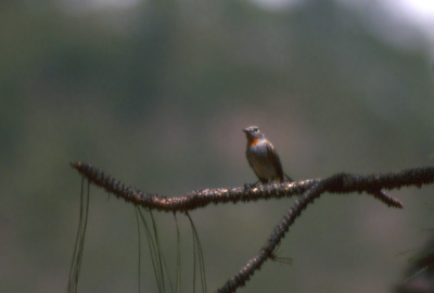 Red-throated Flycatcher; Lijang