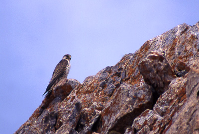 Saker Falcon; str Madoi-Nangqiang