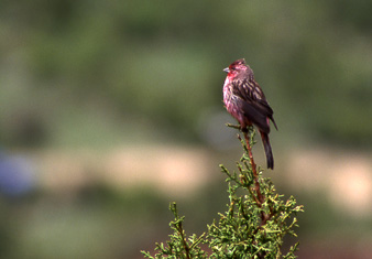 Eosrosenfink (Pink-rumped Rosefinch); Kanda Shan Gorge