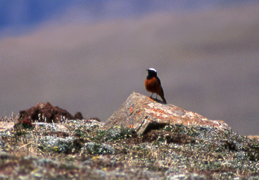 Hvitvingerødstjert (White-winged Redstart); Er La Pass