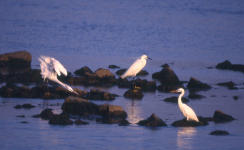 To kritthegrer (Chinese Egret) og silkehegre (Little Egret)
