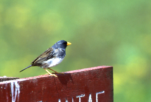Båndandesspurv (Band-tailed Sierra-Finch) (Foto: Leif Gabrielsen)