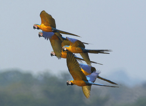 Blågulara (Blue-and-yellow Macaw) (Foto: Ketil Knudsen)