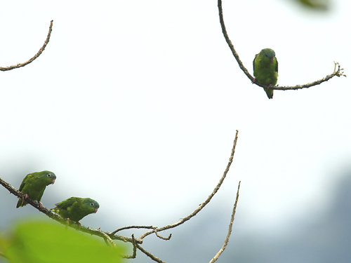 Amazonian Parrotlet (Foto: Ketil Knudsen)