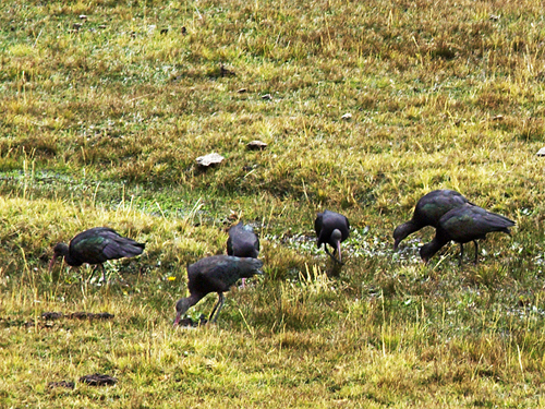 Puna Ibis (Foto: Ketil Knudsen)