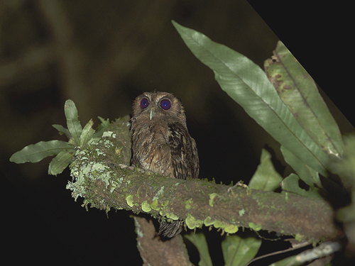 Amazonugle (Tawny-bellied Screech-Owl) (Foto: Ketil Knudsen)